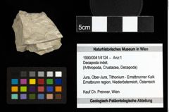 Foto (Objekt + Etiketten) von Decapoda indet. 